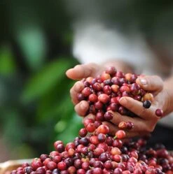 Nescafé Dolce Gusto Cappuccino Capsules - 90 Koffiecups -Koffie Benodigdheden Korting 1190x1200 1