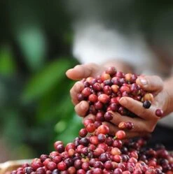 Nescafé Dolce Gusto Cortado Espresso Macchiato Capsules - 90 Koffiecups -Koffie Benodigdheden Korting 1192x1200