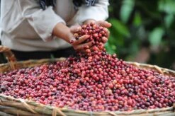 Starbucks Pike Place Medium Roast Koffiebonen - 4 Zakken à 450 Gram -Koffie Benodigdheden Korting 1200x798 1